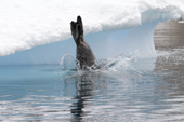 Weddell Seal dives from iceberg ice. They can dive down 2,000ft and stay submerged for up to an hour. Antarctica