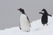 Two Gentoo Penguins on an ice floe. Antarctica