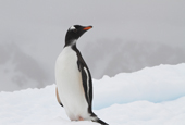 Gentoo penguin on an ice floe with mountains behind in the snow. Antarctica