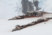 Gentoo Penguins nest on high rocky outcrops at Mikkelsen Harbour. Trinity Island. Antarctica.