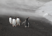 A group of Gentoo Penguins stand on the steaming volcanic beach at Whalers Bay. Deception Is. South Shetland Is. Antarctica