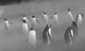 A group of Gentoo Penguins stand on the steaming volcanic beach at Whalers Bay. Deception Is. South Shetland Is. Antarctica