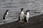 Gentoo Penguins emerge clean and shiny from the sea. Deception Is. South Shetland Is. Antarctica