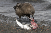Food Chain. Skua eats remains of Cape Petrel killed by a leopard seal while feeding on a krill swarm in Whalers Bay, Deception Is. South Shetland Is. Antarctica