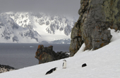 Chinstrap Penguins on Baliza Hill, Half Moon Island, the sun shines on Livingston Island beyond. St Shetland Is. Antarctica.