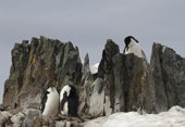 Chinstrap Penguins on a sharp rock formation, Half Moon Island, Sth Shetland Is. Antarctica.
