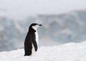 Chinstrap penguin on snow. Antarctica