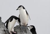 Clean Chinstrap Penguins on rocks. Antarctica