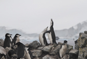 Chinstrap Penguins pair make an ecstatic display on rocks. Half Moon Is. Sth Shetland Is. Antarctica Antarctica