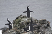 Single Chinstrap Penguins, probably males, make ecstatic displays. Half Moon Is. Sth Shetland Is. Antarctica Antarctica