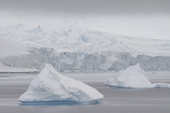 Icebergs drift in flat light, Moon Bay with Huron Glacier Livingston Island behind. Antarctica