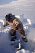 Aipilik, an Inuit hunter, jigging for polar cod though a hole in the ice.Igloolik, Nunavut, Canada. 1990