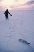An Inuit man retrieves a Lake Trout from his fish net set under the ice at Baker Lake. Nunavut, Canada. 1982
