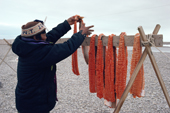 Niaqutsiak, an Inuk hunter, hangs up fillets of Arctic Char to dry at his summer Camp. Igloolik, Nunavut, Canada. 1992