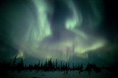Northern lights, the Aurora Borealis, over the Taiga. Churchill, Manitoba, Canada.