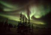 Northern lights, the Aurora Borealis, over the taiga. Churchill, Manitoba, Canada.