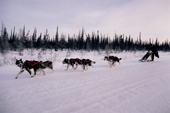 A team of huskies in tandem hitch run by the edge of boreal forest. Churchill, Manitoba, Canada.