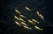 Belugas swimming in peaty water at the mouth of Seal River in Hudson Bay. Canada.