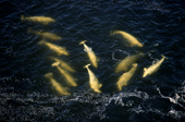 Belugas swimming in peaty water at the mouth of Seal River in Hudson Bay. Canada.