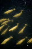 Belugas swimming in peaty water at the mouth of Seal River in Hudson Bay, Canada