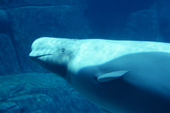 The Beluga whale a resident of Arctic waters can grow to 5 metres in length