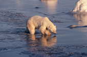 Polar Bear checks the grease ice near the coast line of the Hudson Bay watching his reflection . Canada.