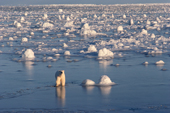 Adult Polar bear walking through grease ice on freezing sea water. Hudson Bay, Canada