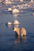 Adult Polar bear walking through grease ice on freezing sea water. Hudson Bay, Canada