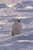 Female Polar bear walks across sea ice near Cape Churchill. Manitoba. Canada.