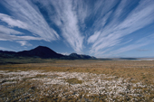 White clouds over Cotton Grass. Lake Hazen. Ellesmere Nat. Park Res. Nunavut, Canada. 1994