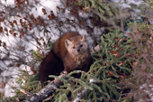 A Pine Marten, Martes americana. Sub-Arctic, Quebec, Canada. 1988