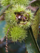 Sweet Chestnuts still in their spikey casings, calybium, singular, calybia, pl, in the cupule, on the branch. Dorset. England
