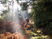 Karen beats through the bracken on a cold misty morning, during a pheasant shoot in Hampshire. England