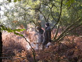 Helen & Karen beat through the bracken on a cold misty morning, during a pheasant shoot in Hampshire. England