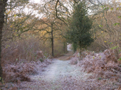 Frost forms in open spaces in the wood while the trees protect from the cold. Piddles Wood in November. Dorset