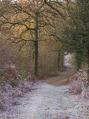 Frost forms in open spaces in the wood while the trees protect from the cold. Piddles Wood in November. Dorset