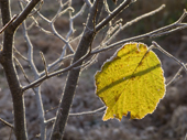 Frost on a golden hazel leaf, like a christmas bauble. Piddles Wood in November. Dorset