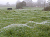 One morning in November the grass was covered with spiders webs, looking like frost in the mist. Dorset. England