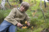 Max gathers wild Chanterelle mushrooms, and puts them in a tweed cap. Scotland.