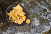 A tweed cap full of wild Chanterelle mushrooms, Scotland.