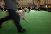Man running with his English Setter to show its paces. Gundog Day. Crufts 2008. NEC. Solihull. UK