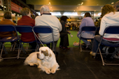 Clumber Spaniel ignores the action in the show ring. Gundog Day. Crufts Dog Show NEC. Solihull. UK