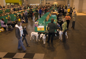 Dog breeders chat by the Pointer show benches. Gundog Day. Crufts Dog Show NEC. Solihull. UK