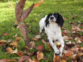 Springer Spaniel puppy Peewit chases cherry leaves in November. Dorset, England