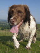 Jess, a Liver and White Springer Spaniel, wet from the early morning dew. Dorset