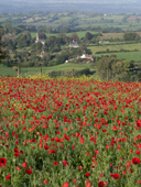 Poppies on Fontmell Down, above the village of Compton Abbas. Dorset. England
