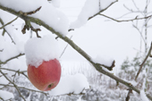 Apple Winston still on the tree in early December with a covering of snow. England