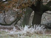 Long grass covered in rime from freezing fog by ancient oak trees. Dorset. England