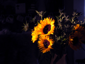 Sunflowers on the kitchen table. UK