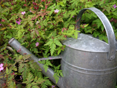 Galvanised iron watering can and the wildflower Herb Robert, Geranium robertianum. England.